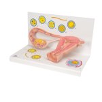 Eierstock-Modell mit Befruchtungsstadien & Zellentwicklung, 2-fache Vergrößerung - 3B Smart Anatomy