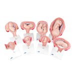 Pregnancy Models Series, 8 Individual Embryo &amp; Fetus Models - 3B Smart Anatomy