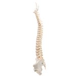 Spine Model BONElike - 3B Smart Anatomy