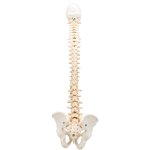Spine Model BONElike - 3B Smart Anatomy