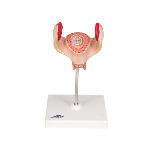 Embryo-Modell, 1. Monat - 3B Smart Anatomy