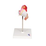 Embryo-Modell, 1. Monat - 3B Smart Anatomy