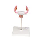 Embryo-Modell, 1. Monat - 3B Smart Anatomy