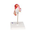 Embryo-Modell, 1. Monat - 3B Smart Anatomy