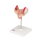 Embryo-Modell, 1. Monat - 3B Smart Anatomy