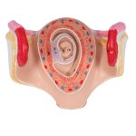 Embryo-Modell, 1. Monat - 3B Smart Anatomy