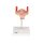 Embryo-Modell, 1. Monat - 3B Smart Anatomy