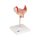 Embryo-Modell, 1. Monat - 3B Smart Anatomy