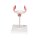 Embryo-Modell, 1. Monat - 3B Smart Anatomy