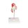 Embryo-Modell, 1. Monat - 3B Smart Anatomy