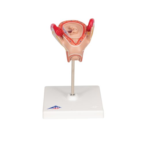 Embryo Model, 2nd Month - 3B Smart Anatomy