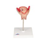 Embryo Model, 2nd Month - 3B Smart Anatomy
