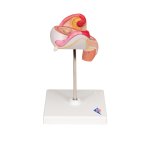 Embryo-Modell, 2. Monat - 3B Smart Anatomy