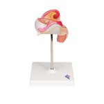 Embryo Model, 2nd Month - 3B Smart Anatomy