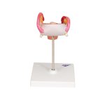 Embryo Model, 2nd Month - 3B Smart Anatomy