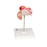 Embryo Model, 2nd Month - 3B Smart Anatomy