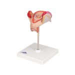 Embryo Model, 2nd Month - 3B Smart Anatomy