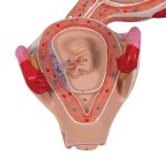 Embryo Model, 2nd Month - 3B Smart Anatomy