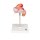 Embryo Model, 2nd Month - 3B Smart Anatomy
