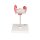 Embryo Model, 2nd Month - 3B Smart Anatomy