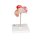 Embryo Model, 2nd Month - 3B Smart Anatomy