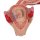 Embryo Model, 2nd Month - 3B Smart Anatomy