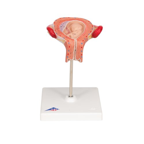 Fetus Model, 3rd Month - 3B Smart Anatomy