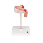 Fetus-Modell, 3. Monat - 3B Smart Anatomy