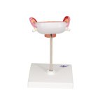 Fetus Model, 3rd Month - 3B Smart Anatomy