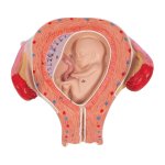 Fetus-Modell, 3. Monat - 3B Smart Anatomy