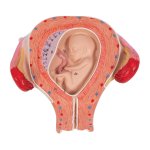 Fetus Model, 3rd Month - 3B Smart Anatomy