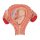 Fetus Model, 3rd Month - 3B Smart Anatomy