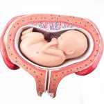 Fetus-Modell, 5. Monat, R&uuml;ckenlage - 3B Smart Anatomy
