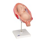 Fetus-Modell, 7. Monat - 3B Smart Anatomy