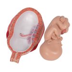 Fetus-Modell, 7. Monat - 3B Smart Anatomy