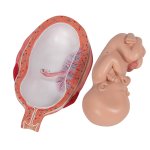 Fetus Model, 7th Month - 3B Smart Anatomy