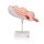 Fetus Model, 7th Month - 3B Smart Anatomy