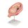 Fetus Model, 7th Month - 3B Smart Anatomy