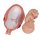 Fetus Model, 7th Month - 3B Smart Anatomy