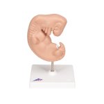 Embryo-Modell, 25-fache Gr&ouml;&szlig;e - 3B Smart Anatomy