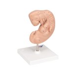 Embryo-Modell, 25-fache Größe - 3B Smart Anatomy