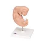 Embryo-Modell, 25-fache Größe - 3B Smart Anatomy