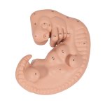 Embryo-Modell, 25-fache Größe - 3B Smart Anatomy