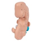 Embryo-Modell, 25-fache Größe - 3B Smart Anatomy