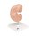 Embryo-Modell, 25-fache Größe - 3B Smart Anatomy