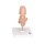 Embryo-Modell, 25-fache Größe - 3B Smart Anatomy