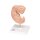 Embryo-Modell, 25-fache Größe - 3B Smart Anatomy