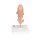 Embryo-Modell, 25-fache Größe - 3B Smart Anatomy