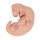 Embryo-Modell, 25-fache Größe - 3B Smart Anatomy