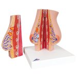 Model of female breast - 3B Smart Anatomy